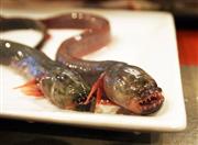 “有明海のエイリアン”と呼ばれている珍魚「ワラスボ」＝４日、東京都千代田区（小林健一撮影）