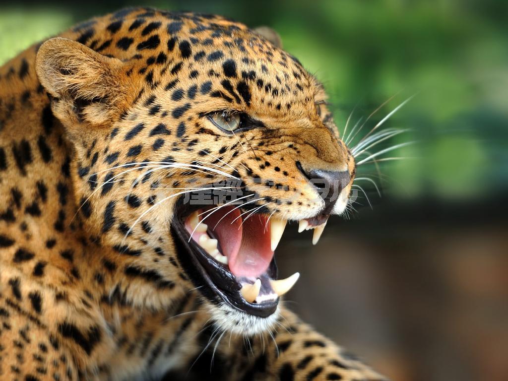 オスのヒョウにふりかかる、壮絶な成長物語。（Ｃ）２０１５＿Ｄｉｓｃｏｖｅｒｙ＿Ｃｏｍｍｕｎｉｃａｔｉｏｎｓ，ＬＬＣ．