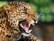 オスのヒョウにふりかかる、壮絶な成長物語。（Ｃ）２０１５＿Ｄｉｓｃｏｖｅｒｙ＿Ｃｏｍｍｕｎｉｃａｔｉｏｎｓ，ＬＬＣ．