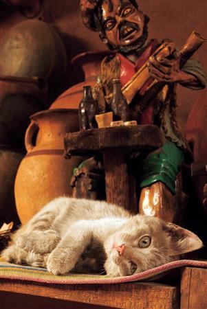 民芸品店の看板ネコは、人なつこくのどをならしていた＝ペルー・オリャンタイタンボ（酒井久美子さん撮影）