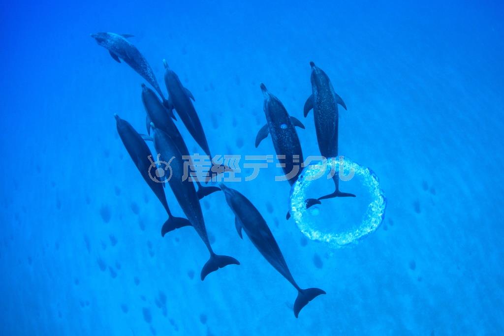 群れになって泳ぐイルカとイルカが作ったバブルリング＝２０１３年７月３日、バハマ（越智隆治さん撮影）