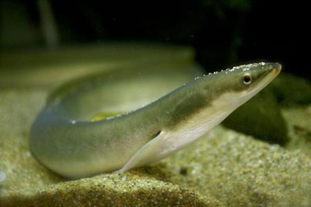 資源量の減少が指摘されているニホンウナギ（東京大大気海洋研究所提供）