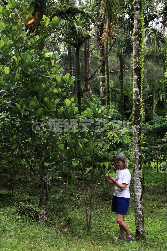 コーヒー栽培を復活させたマリアナスコーヒー農園。直射日光を嫌うコーヒーの木は背の高いビンロウに守られるように栽培されている＝２０１５年４月２６日、米自治領・北マリアナ諸島のサイパン島（佐藤良一さん撮影）