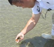 干潟の砂の中から見つかったアサリの天敵・ツメタガイ