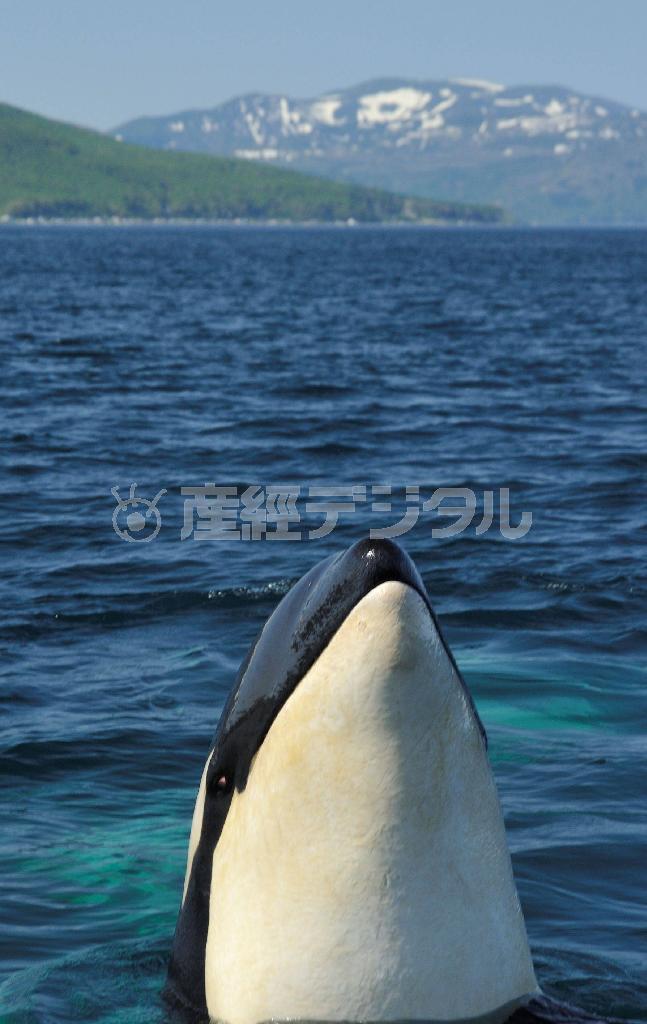 目の前に浮上し、こちらを観察するシャチ。知床半島羅臼沖。奥は知床岳＝２０１５年６月１日、北海道（伊藤健次さん撮影）