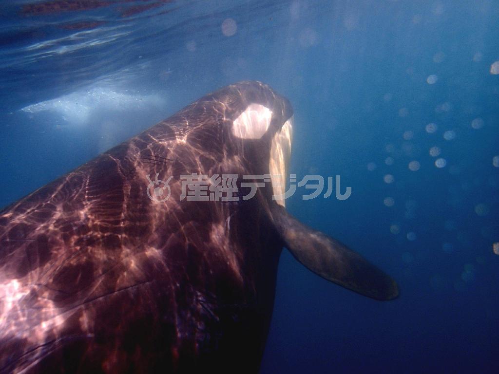 水中を泳ぐシャチは優雅で力強い。さまざまな傷が残る体に初夏の陽光が注ぐ＝２０１５年６月１日、北海道（伊藤健次さん撮影）