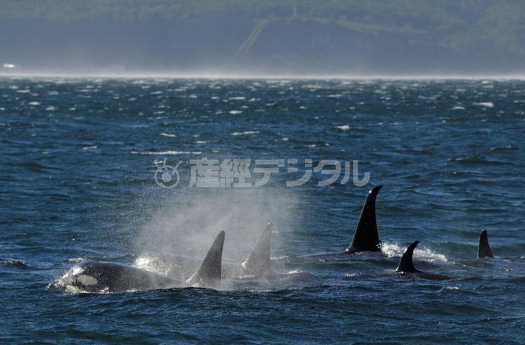 波立つ羅臼沖を進むシャチの群れ。強風で白い噴気がたなびく＝２０１５年５月３１日、北海道（伊藤健次さん撮影）