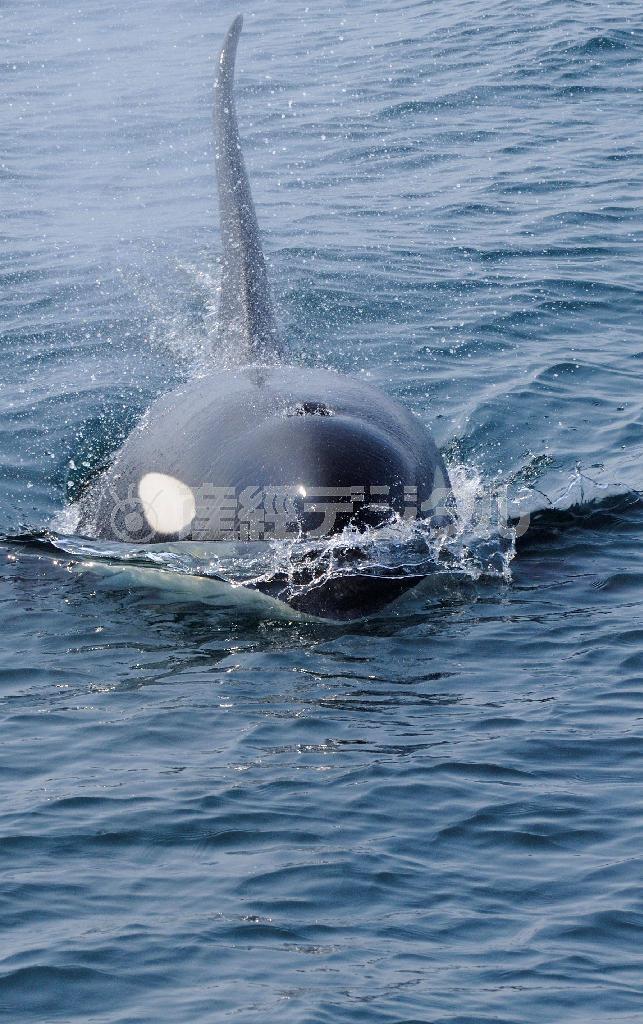 頭を輝かせて向かってくるシャチ＝２０１５年５月２９日、北海道（伊藤健次さん撮影）