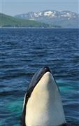 目の前に浮上し、こちらを観察するシャチ。知床半島羅臼沖。奥は知床岳＝２０１５年６月１日、北海道（伊藤健次さん撮影）