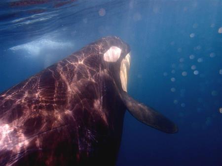 水中を泳ぐシャチは優雅で力強い。さまざまな傷が残る体に初夏の陽光が注ぐ＝２０１５年６月１日、北海道（伊藤健次さん撮影）