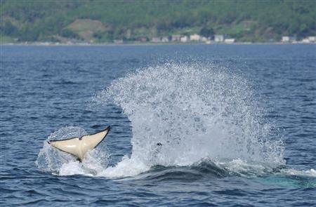 シャチが尾びれで海面をたたくと大きな水しぶきが上がる＝２０１５年６月１日、北海道（伊藤健次さん撮影）