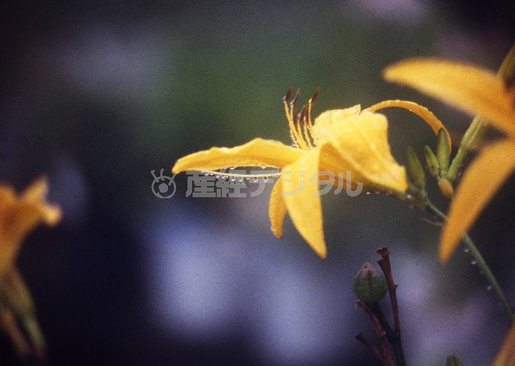 （大出一博さん撮影）