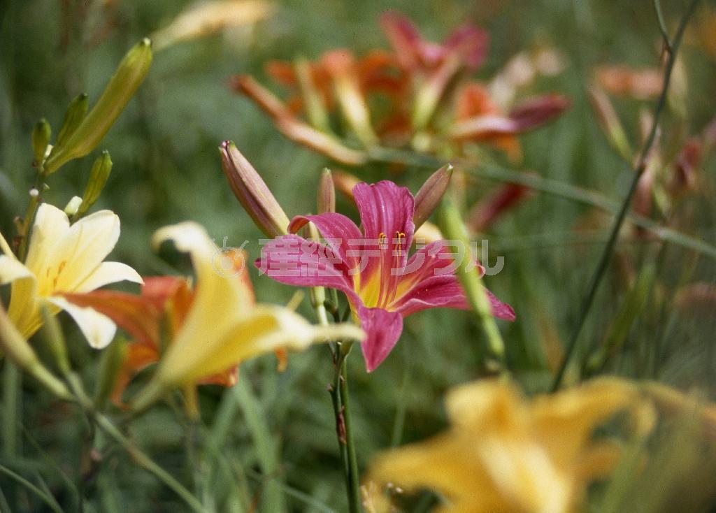 （大出一博さん撮影）