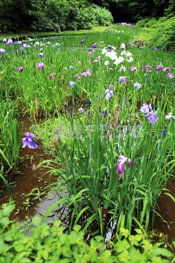 広大な敷地にたくさんの花が咲いているということが一枚で表現されています。とても奥行き感があり、縦位置で撮影する意味がしっかり出ていますね＝２０１５年、東京都渋谷区（堤紀之さん撮影）