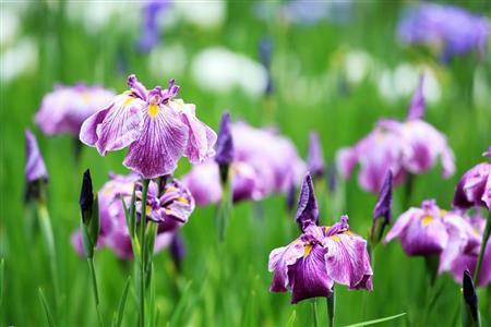 立田川（たつたがわ）というショウブです。雨上がりの朝８時くらいだったので、水滴が適度に付いていて、それがしっかり写る角度を狙って撮りました。水滴一つ一つの中に白く光るハイライトがあると思いますが、それがしっかり出る角度で狙いましょう＝２０１５年６月６日、東京都渋谷区（須藤夕子さん撮影）