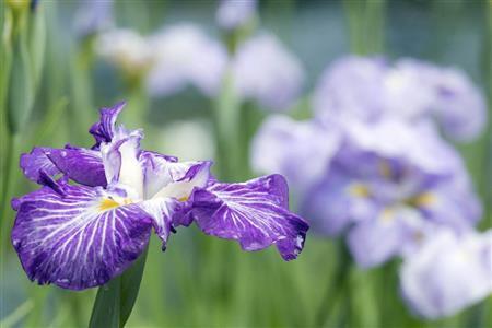 絞りをＦ８にしています。もしＦ２．８だったら、背景のボケが大きくなり過ぎて、花がたくさんある感じが出ませんが、Ｆ８にすることで背景もボケつつ、同じショウブがたくさんあるのだということが分かる程度のボケで、絞りの値が意味を成して完璧だと思います＝２０１５年、東京都渋谷区（加藤一憲さん撮影）