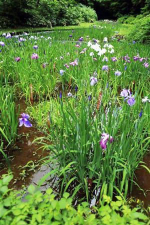 広大な敷地にたくさんの花が咲いているということが一枚で表現されています。とても奥行き感があり、縦位置で撮影する意味がしっかり出ていますね＝２０１５年、東京都渋谷区（堤紀之さん撮影）