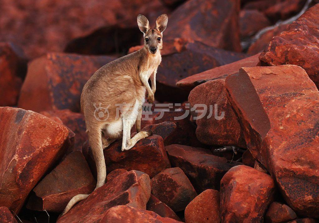 カンガルー＝２０１５年６月１８日、オーストラリア・西オーストラリア州カラサ（ロイター）