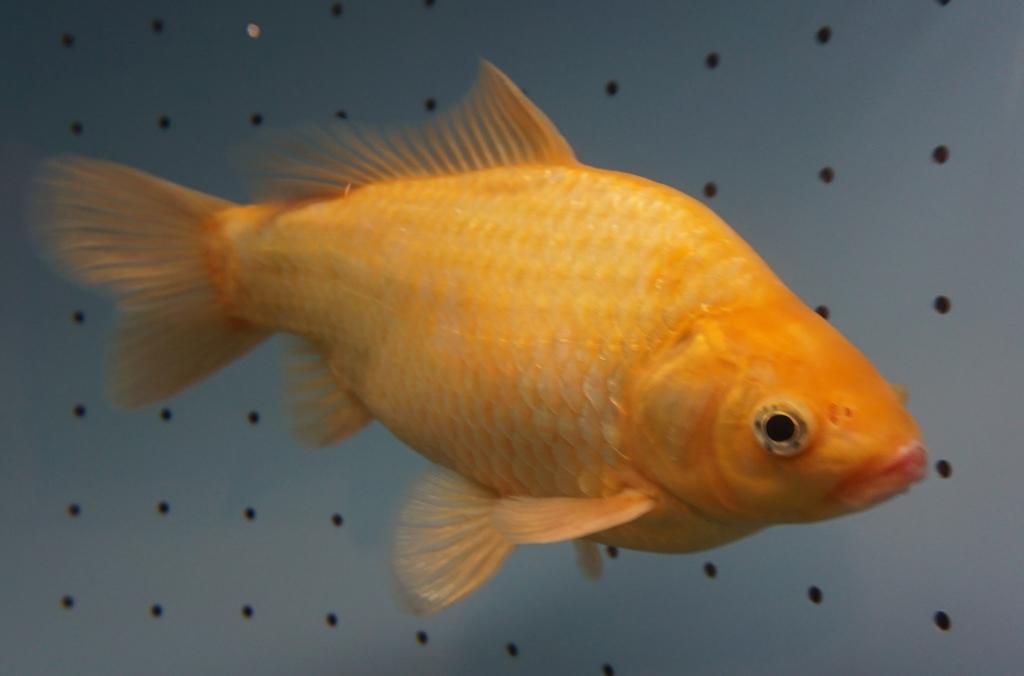 浄化槽で体長２５センチまで成長した“脱走金魚”