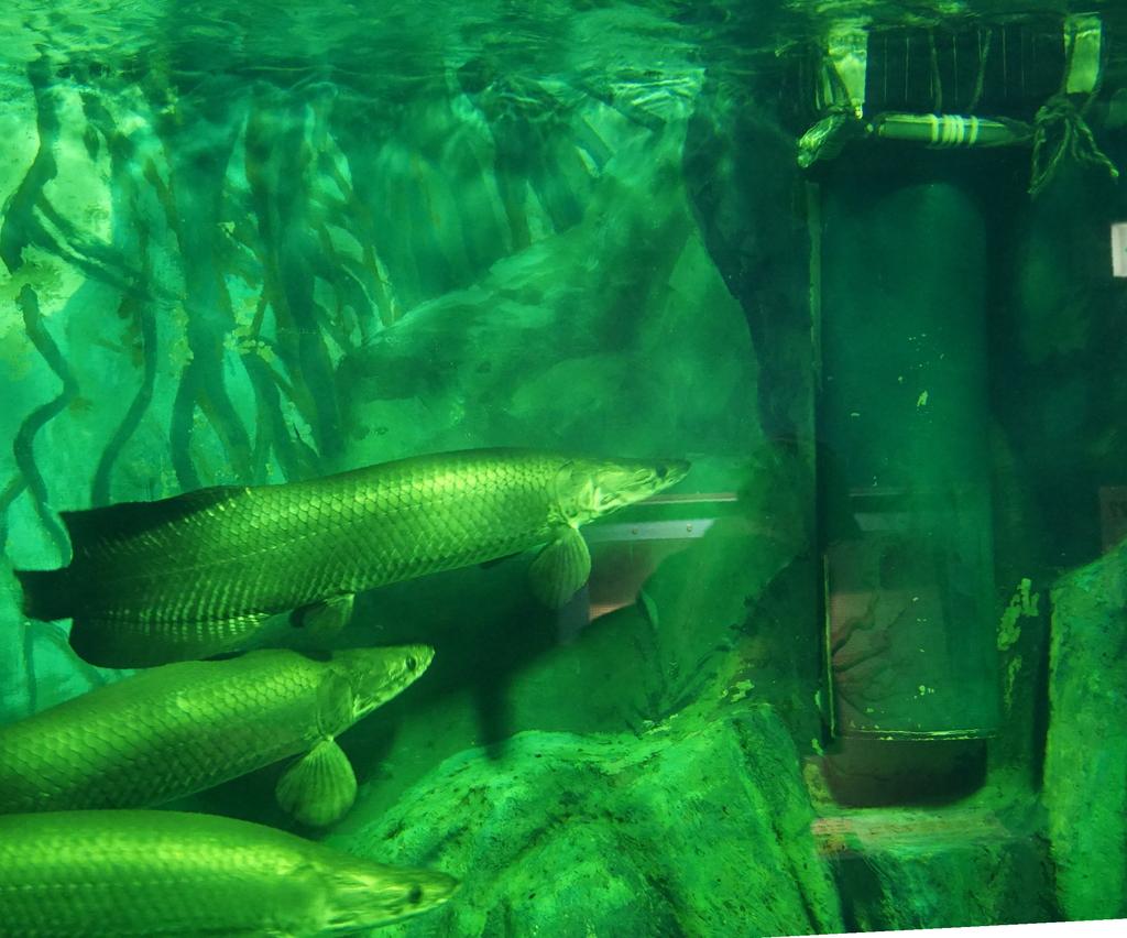 ピラルク（左下）のエサだった金魚が脱出したとみられる排水口（右上）