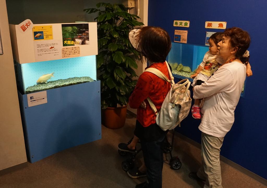 “脱走金魚”が泳ぐ水槽（左）