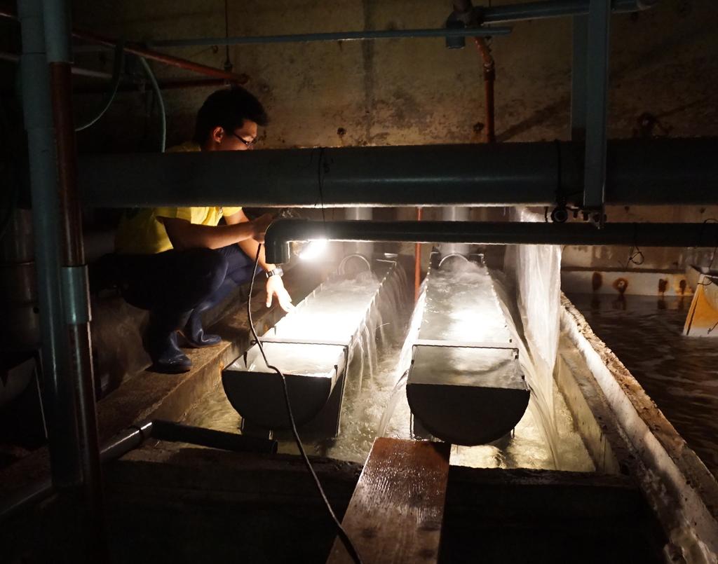 ピラルクの水槽から脱出した金魚が“潜伏”していた浄化槽