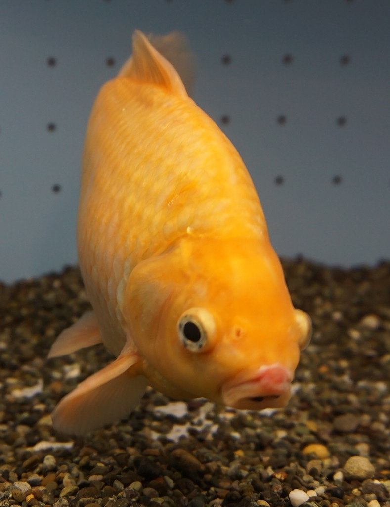 真っ暗闇で成長したためか、赤い色素が抜け落ちた“脱走金魚”