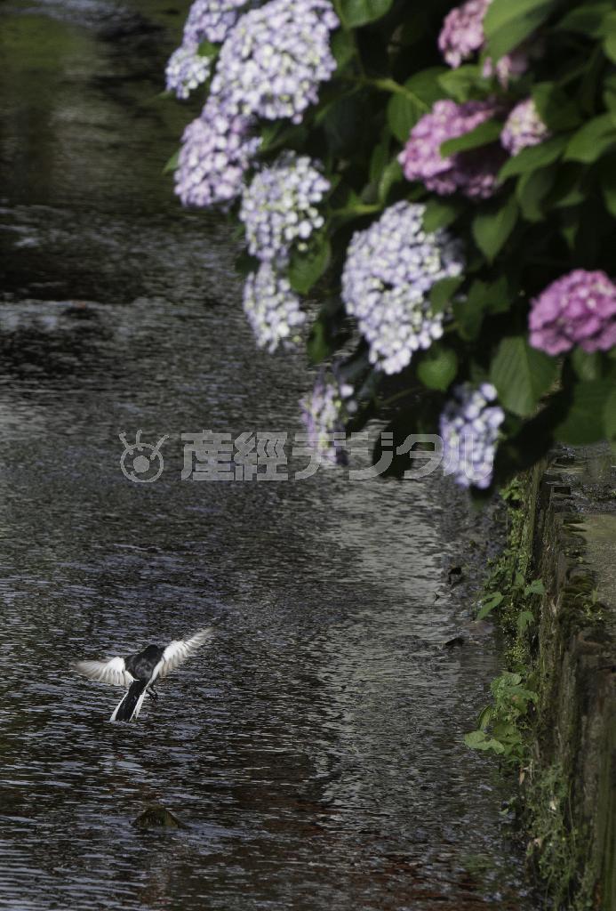 住宅街を流れる小さな川にもアジサイ。ハクセキレイが川面を低く飛び過ぎる＝２０１５年６月７日、神奈川県鎌倉市常盤の殿入川（渡辺照明撮影）