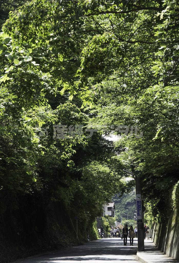 切通しになった成就院脇の坂道。緑のトンネルが涼しい＝２０１５年６月７日、神奈川県鎌倉市極楽寺（渡辺照明撮影）