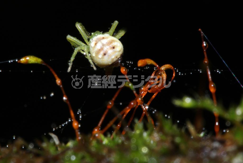 御岳山のクモ＝２０１５年５月３０日、東京都青梅市（野村成次撮影）