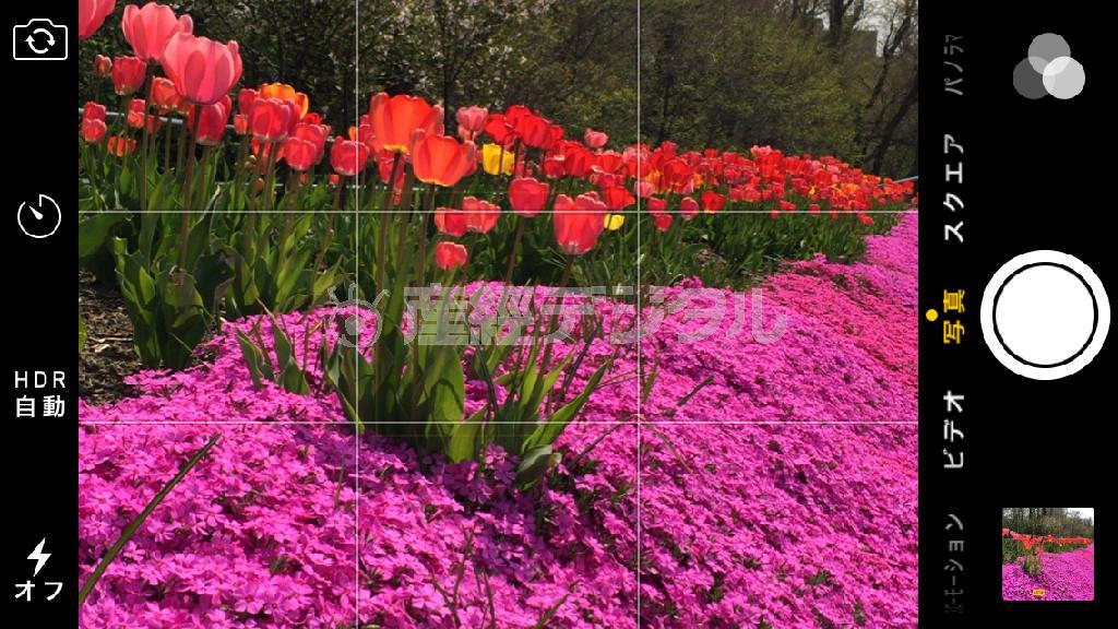 【グリッド】撮影する時にモニター画面上に表示される、ヨコ２本、タテ２本の格子状の線のことです（提供写真）