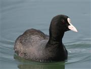 琵琶湖で急増しているオオバン（湖北野鳥センター提供）