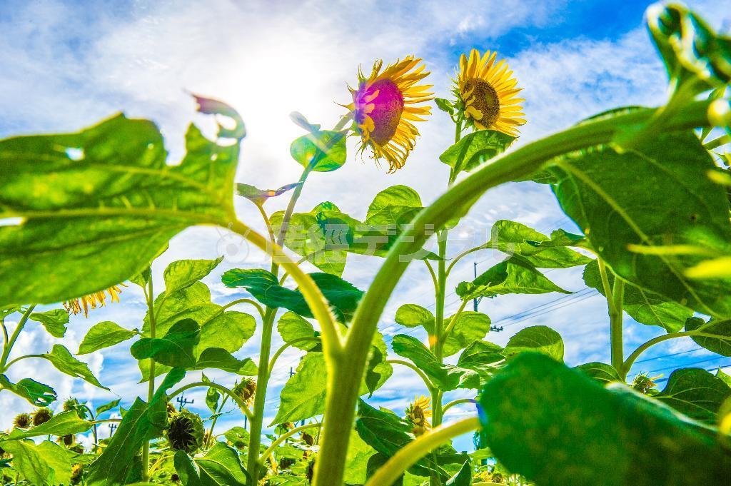 石垣島では一年中咲いているヒマワリ。サトウキビの収穫後に植えて、余分な栄養を吸収させる場合もある＝沖縄県石垣市（永山真治さん撮影）