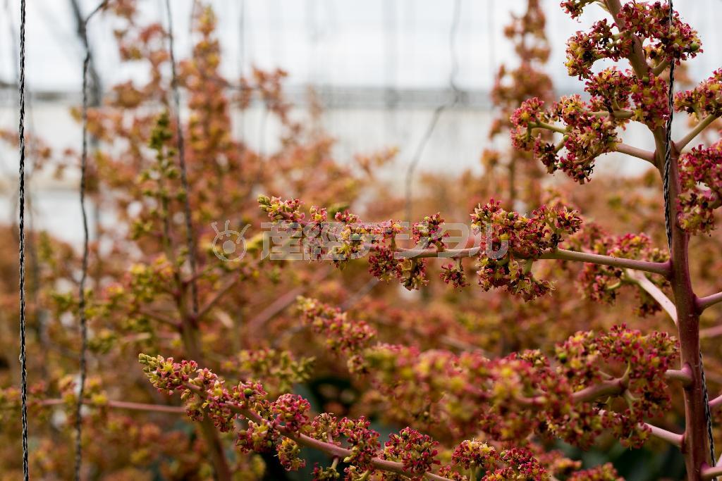 都会の人は目にすることが少ないマンゴーの花＝沖縄県石垣市のおっとう農園（永山真治さん撮影）