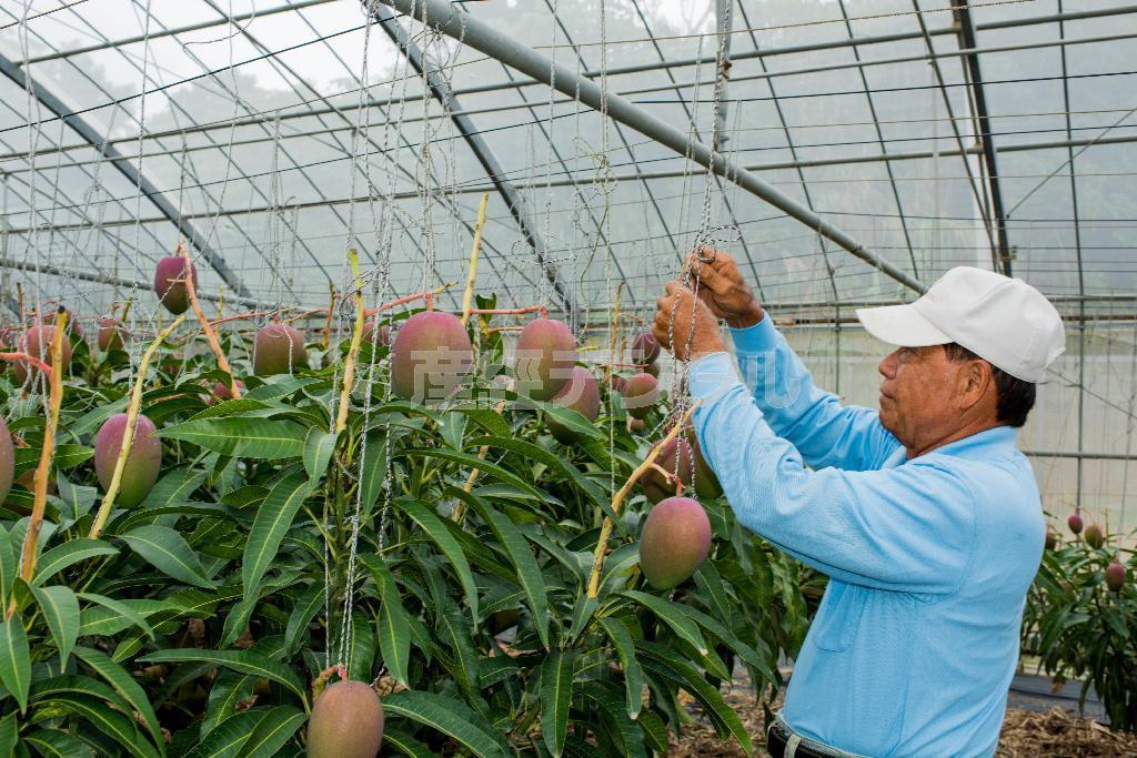 マンゴーは毎日、実に傷が入らないようつり直して点検する＝沖縄県石垣市のおっとう農園（永山真治さん撮影）