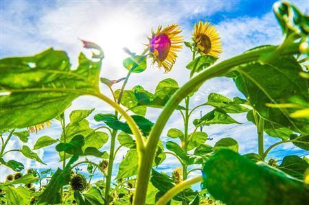 石垣島では一年中咲いているヒマワリ。サトウキビの収穫後に植えて、余分な栄養を吸収させる場合もある＝沖縄県石垣市（永山真治さん撮影）