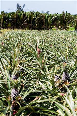 パイナップルは、地面から約１メートル程の高さに実がなることはあまり知られていない＝沖縄県石垣市（永山真治さん撮影）