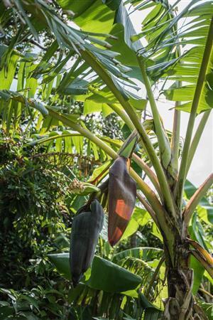 島バナナの花は大根より一回り大きいくらい＝沖縄県石垣市（永山真治さん撮影）