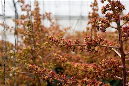 都会の人は目にすることが少ないマンゴーの花＝沖縄県石垣市のおっとう農園（永山真治さん撮影）