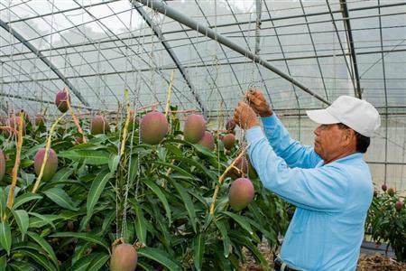 マンゴーは毎日、実に傷が入らないようつり直して点検する＝沖縄県石垣市のおっとう農園（永山真治さん撮影）