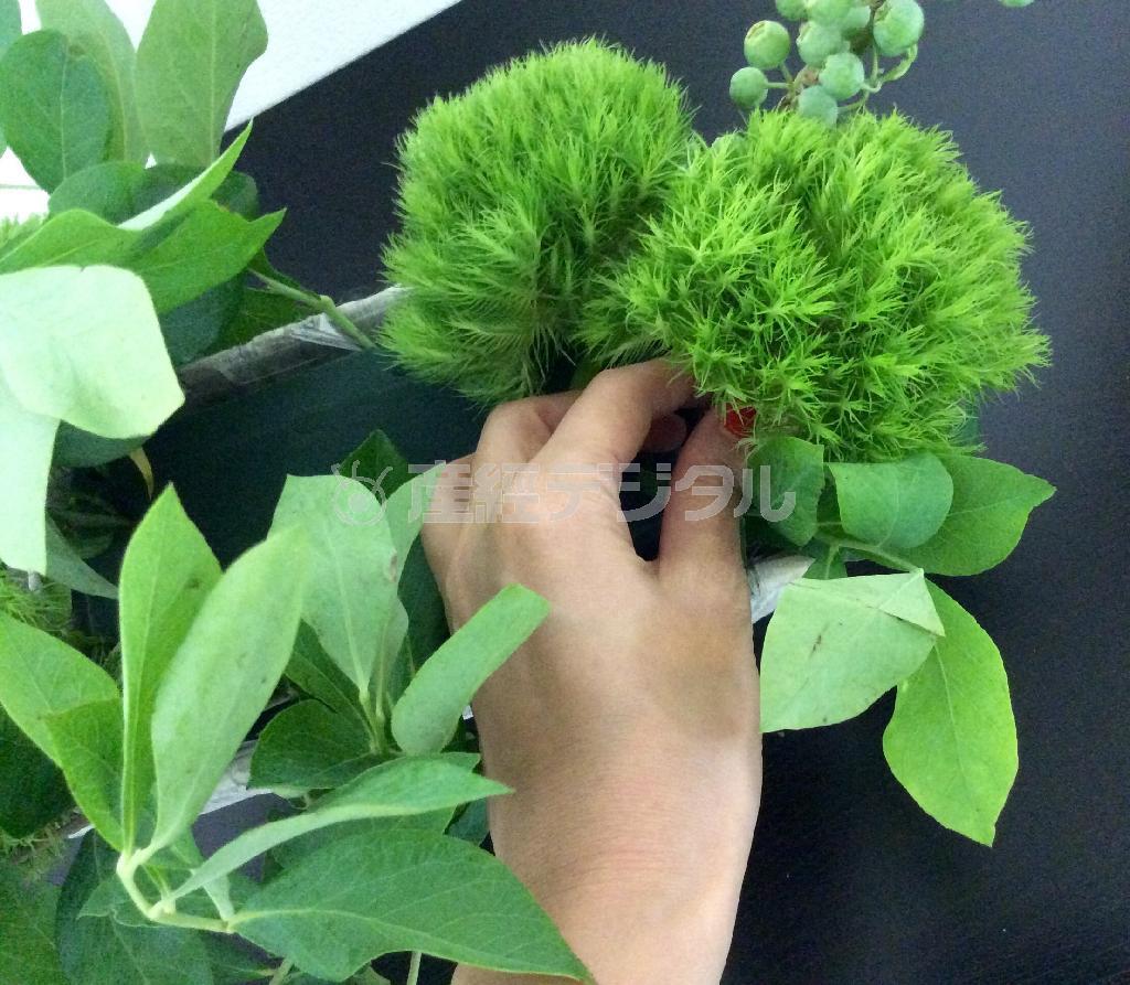 （手順２）籠の根元の隙間を埋めるようにテマリソウ、カーネーション、ジニアを高低をつけてグルーピングして入れていく（花千代さん提供）