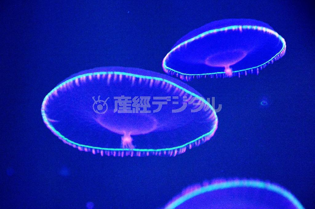 紫外線の刺激で光るオワンクラゲ＝２０１５年４月３０日、山形県鶴岡市の加茂水族館（唐木英明さん撮影）