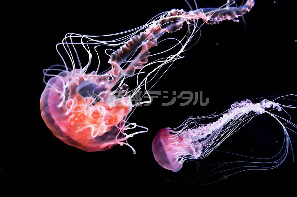 神秘的な色が美しいブラックシーネットル＝２０１５年４月３０日、山形県鶴岡市の加茂水族館（唐木英明さん撮影）
