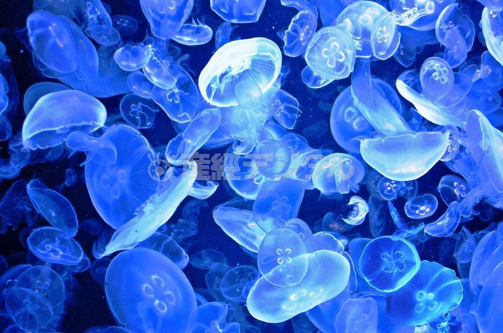 ミズクラゲ。日本近海で最も普通に観察できるクラゲだが、デリケートで飼育は難しい＝２０１０年１０月１４日、山形県鶴岡市の加茂水族館（唐木英明さん撮影）