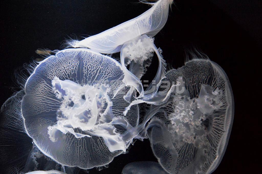 ミズクラゲの仲間のラビアータ＝２０１５年４月３０日、山形県鶴岡市の加茂水族館（唐木英明さん撮影）