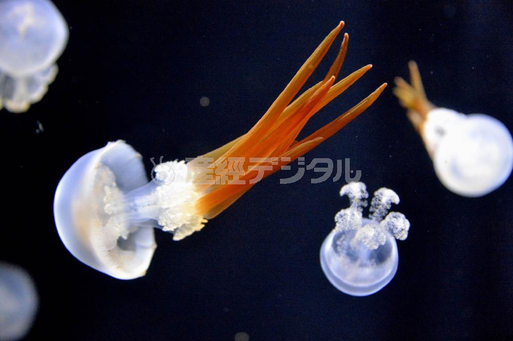 ビゼンクラゲ。「アカクラゲ」の名前で販売されており、中華料理では高級食材とされる＝２０１５年４月３０日、山形県鶴岡市の加茂水族館（唐木英明さん撮影）