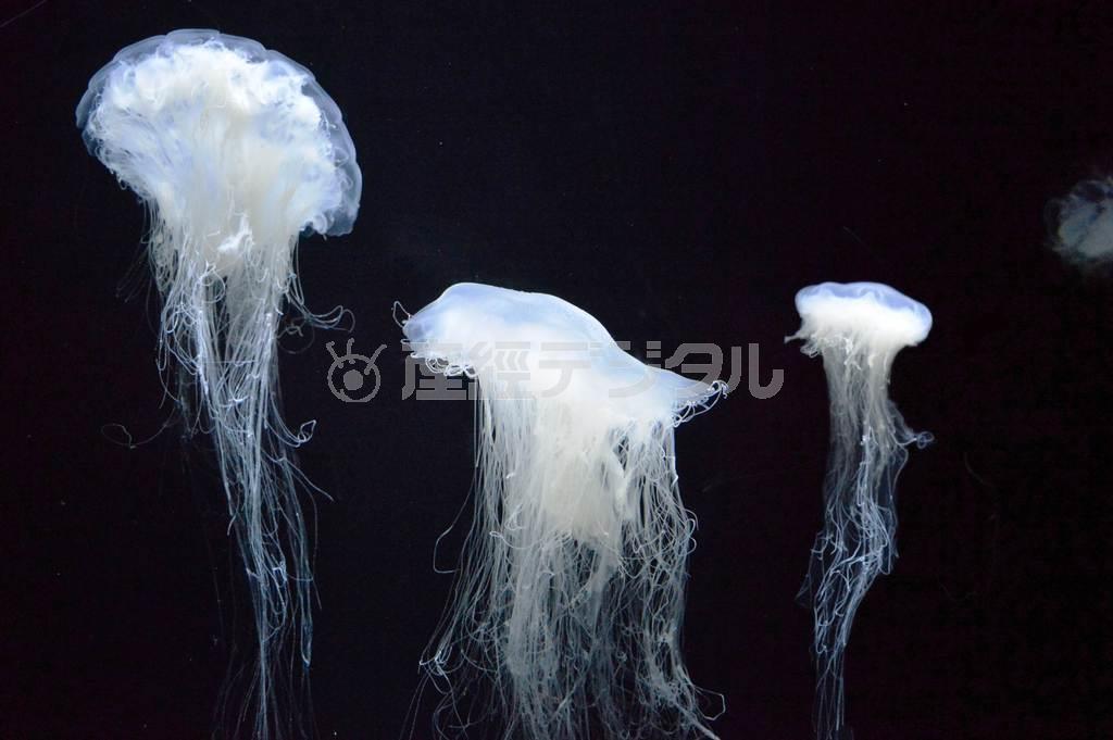 ユウレイクラゲ。触手に強い毒があり、刺されるとみみず腫れになる＝２０１５年４月３０日、山形県鶴岡市の加茂水族館（唐木英明さん撮影）