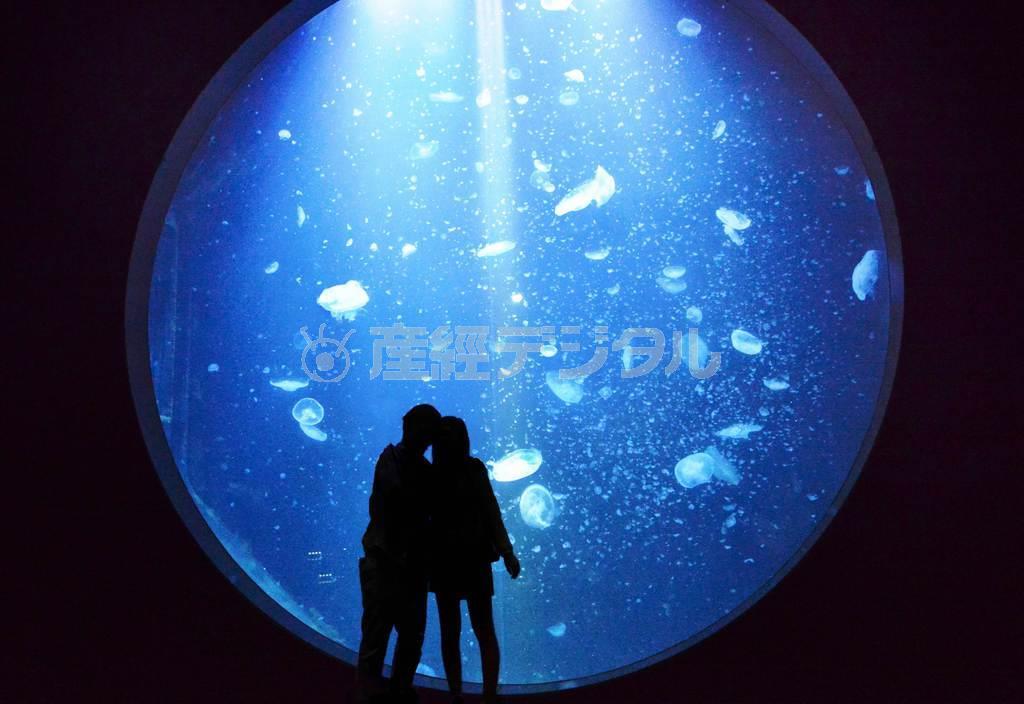 クラゲが光りロマンチックなクラゲ大水槽＝２０１５年４月３０日、山形県鶴岡市の加茂水族館（唐木英明さん撮影）