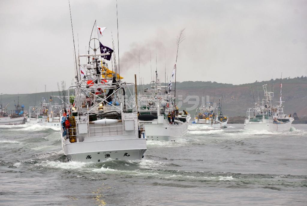北海道根室市の花咲港から一斉に出漁する、今年のサケ・マス流し網漁の小型漁船＝２０１５年６月（共同）