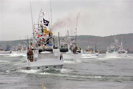北海道根室市の花咲港から一斉に出漁する、今年のサケ・マス流し網漁の小型漁船＝２０１５年６月（共同）